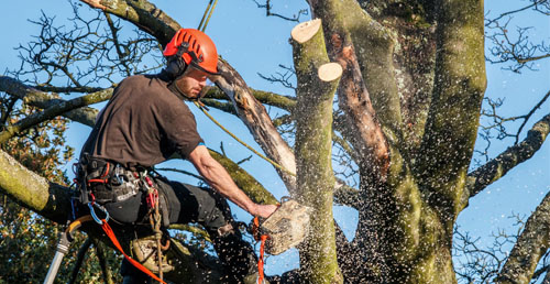 Élagueur 93 pour l’abattage d’arbre