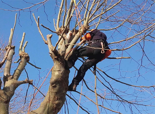 Élagueur Zepp s’occupe des arbres en situations complexes dans le 93